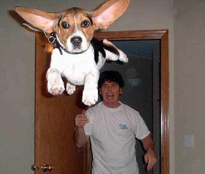 fido.jpg