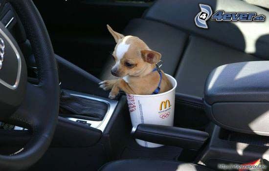 [obrazky.4ever.sk] pes, McDognald 9381063.jpg