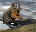 [obrazky.4ever.sk] vevericiak DJvevericka, dj 8700245.jpg